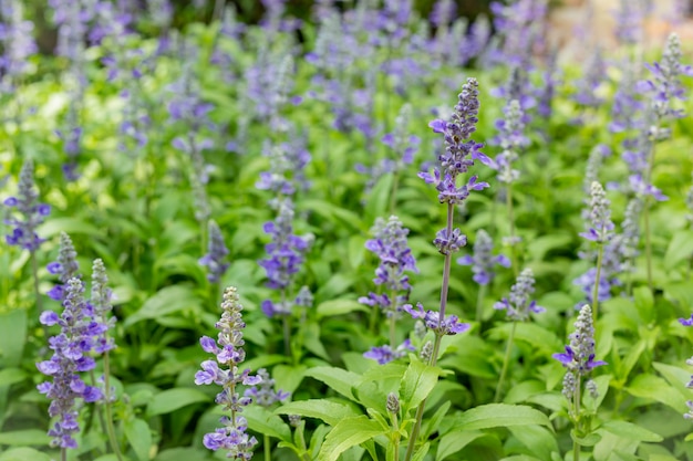 Bellissimo sfondo fiore viola.