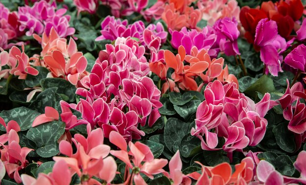 Bellissimo sfondo naturale con un sacco di ciclamino. Il concetto di uno sfondo vegetale naturale. Ciclamino in una pentola, che fiorisce con grandi fiori colorati.