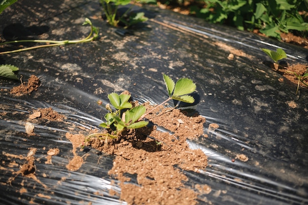 Bellissimo sfondo per concetti di giardinaggio