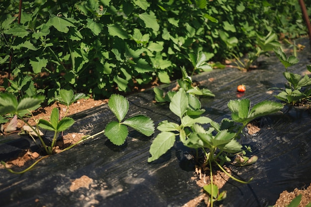 Bellissimo sfondo per concetti di giardinaggio