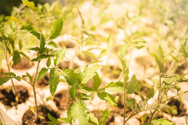 Bellissimo sfondo per concetti di giardinaggio