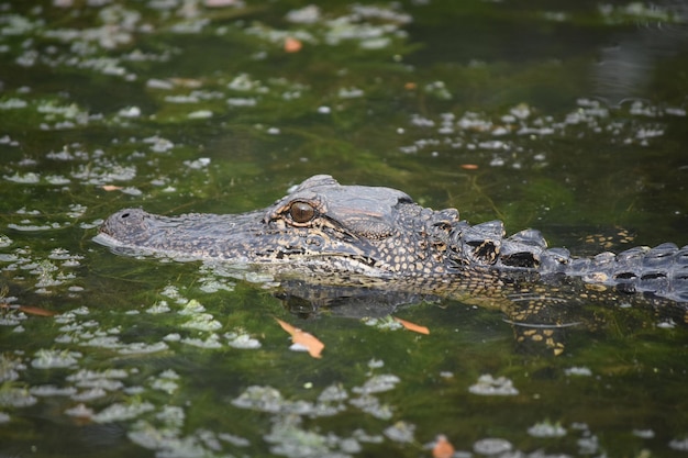 Bellissimo sguardo al profilo di un alligatore in Louisiana
