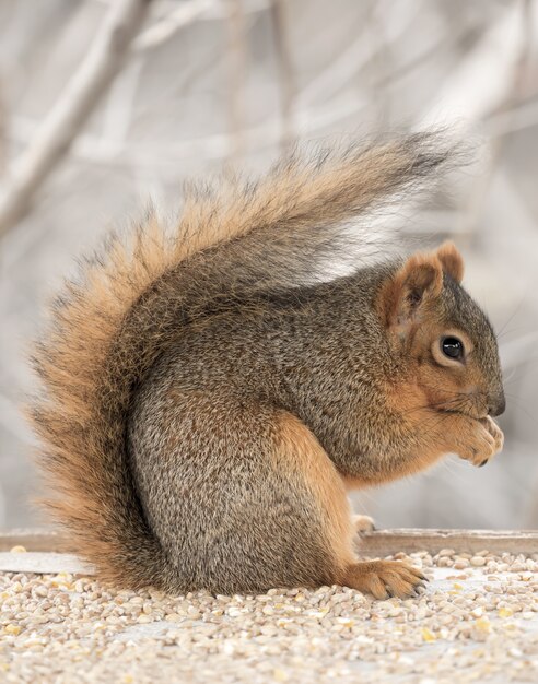 bellissimo simpatico scoiattolo volpe che va in giro da solo