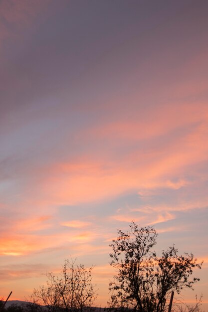 Bellissimo tramonto e paesaggio di alberi