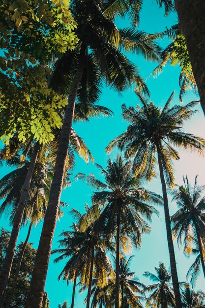 Bellissimo tramonto tropicale con palme da cocco in spiaggia sul cielo blu con effetto vintage Tonica