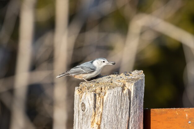 Bellissimo uccello picchio muratore dal petto bianco che riposa su un ceppo di legno