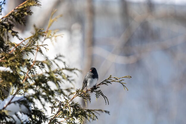 Bellissimo uccello seduto su un ramo di un albero