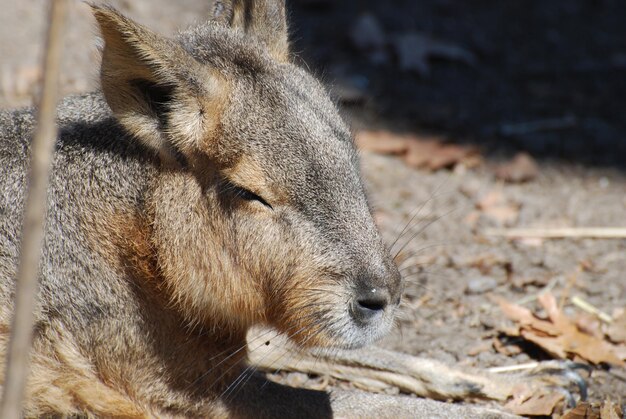 Bellissimo viso di un capibara da vicino e personale