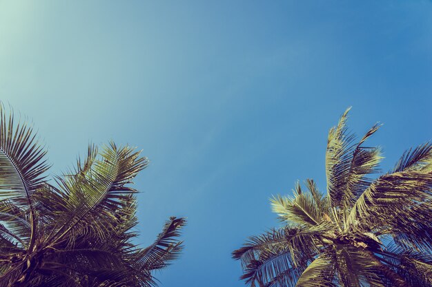 Bello albero del cocco del angolo basso con il fondo del cielo blu