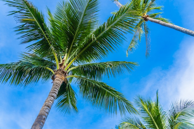 Bello albero del cocco su cielo blu