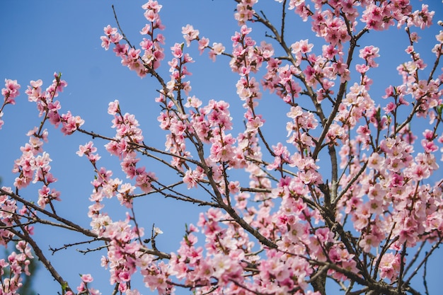 Bello albero del fiore di ciliegia con naturale blu