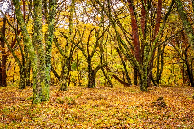 Bello albero della foglia di acero nella stagione di autunno