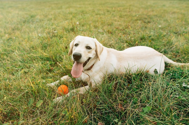 Bello cane labrador che si trova sull&#39;erba con la palla arancio al tramonto