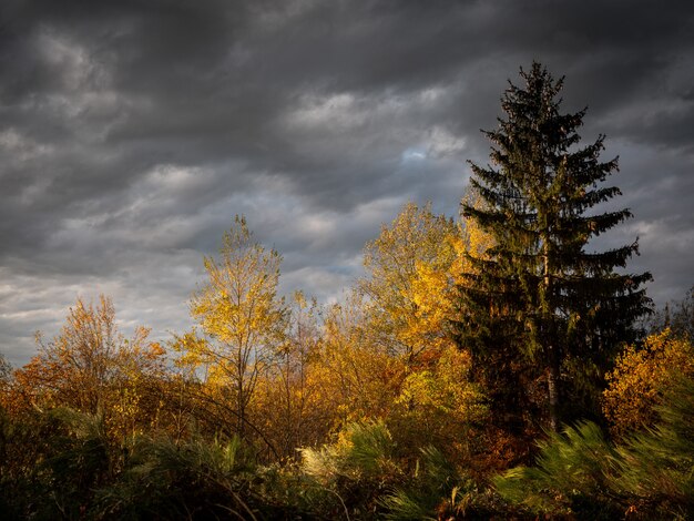 Bello colpo degli alberi coperti di foglie gialli e verdi con un cielo nuvoloso in