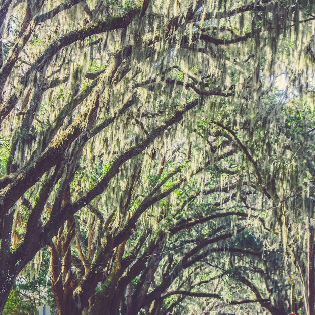 Bello colpo degli alberi di salice piangenti in un parco