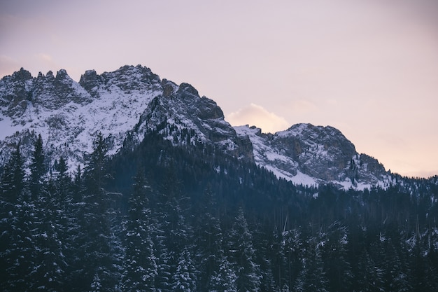 Bello colpo degli alberi nevosi vicino alle montagne nevose con il chiaro cielo