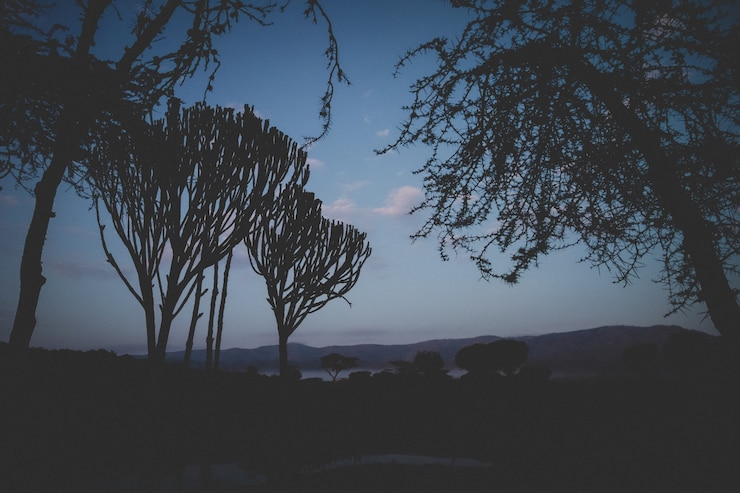 Foto gratuito bello colpo degli alberi tropicali alla casetta di chui nel kenya.