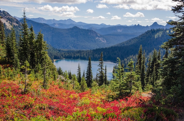 Bello colpo dei fiori rossi vicino agli alberi verdi con le montagne boscose nella distanza