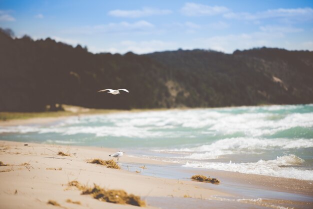 Bello colpo dei gabbiani su una riva della spiaggia con uno sfondo sfocato di giorno