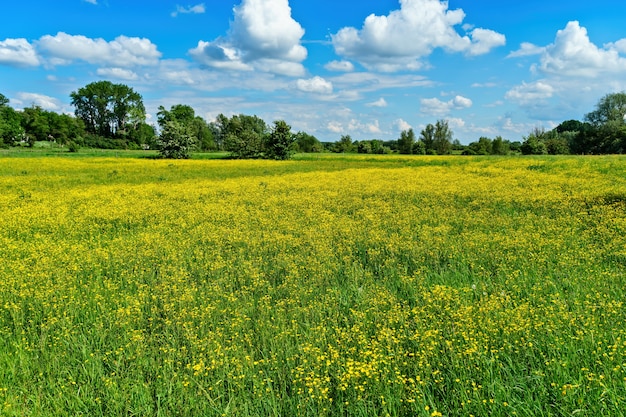 Bello colpo dei giacimenti di fiore gialli con gli alberi nella distanza sotto un cielo nuvoloso blu