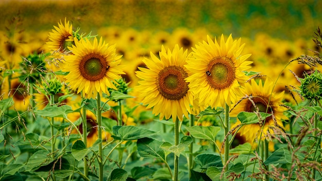 Bello colpo dei girasoli freschi che crescono direttamente nel campo