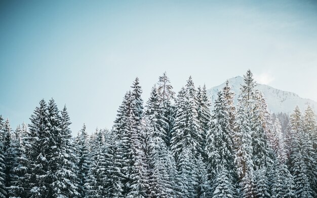 Bello colpo dei pini nevosi con la montagna e un chiaro cielo