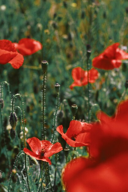 Bello colpo del primo piano dei fiori rossi del papavero che fioriscono in un campo verde