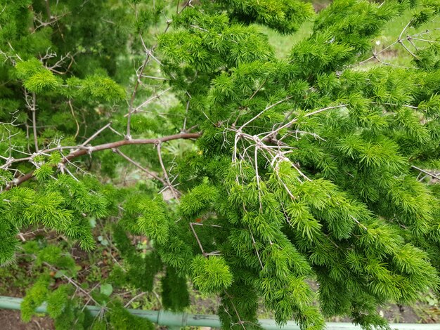 Bello colpo del primo piano del pino dello stagno con le foglie verdi nella foresta