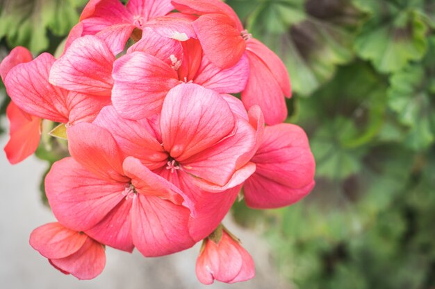 Bello colpo del primo piano delle ortensie rosa