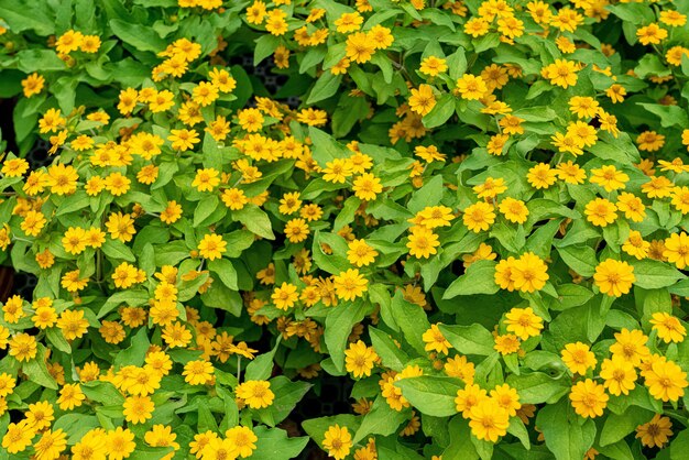 Bello colpo del primo piano di cespugli di fiori gialli - perfetto per lo sfondo