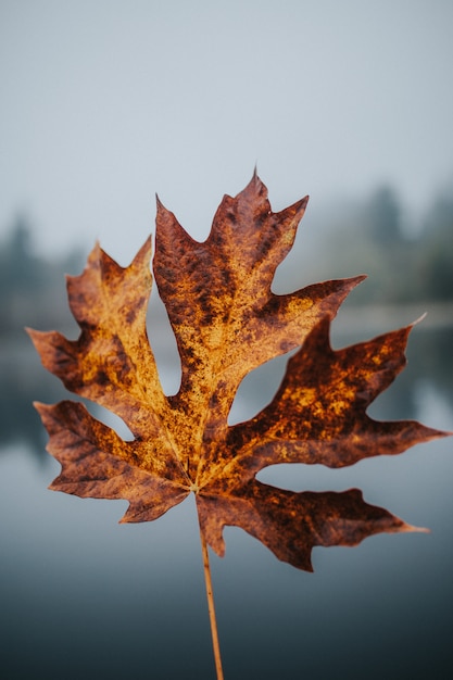 Bello colpo del primo piano di grande foglia dorata di autunno con uno sfondo naturale vago