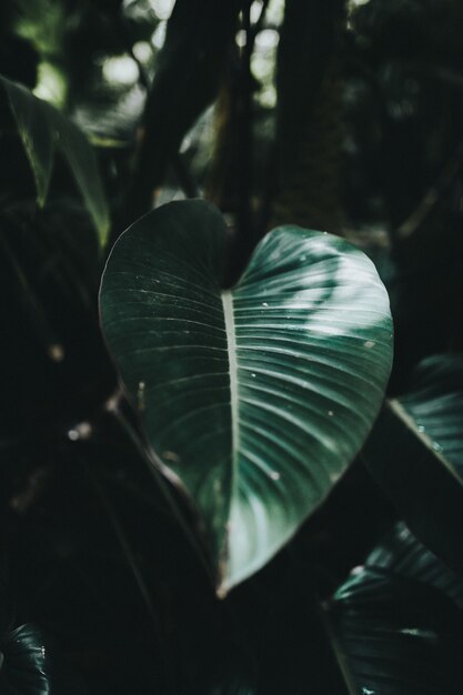 Bello colpo del primo piano di grande foglia esotica in una foresta tropicale