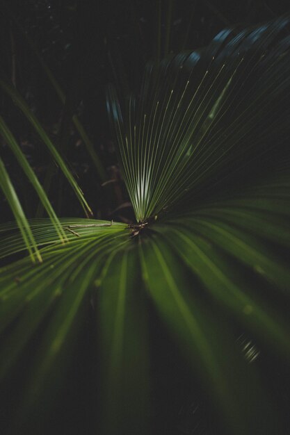 Bello colpo del primo piano di una pianta verde della palma con un fondo scuro