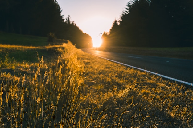 Bello colpo del tramonto sull'autostrada con vegetazione intorno