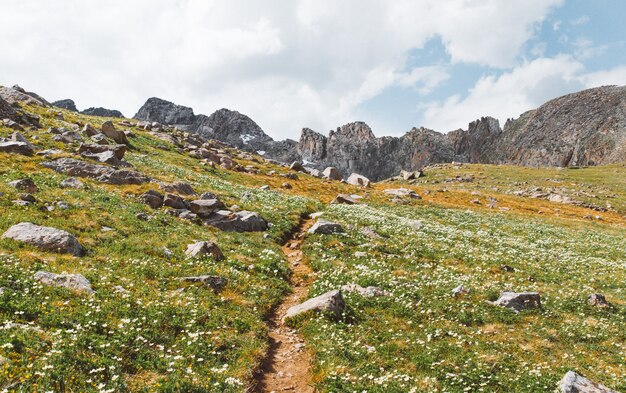 Bello colpo della via stretta in mezzo ai campi erbosi con i fiori