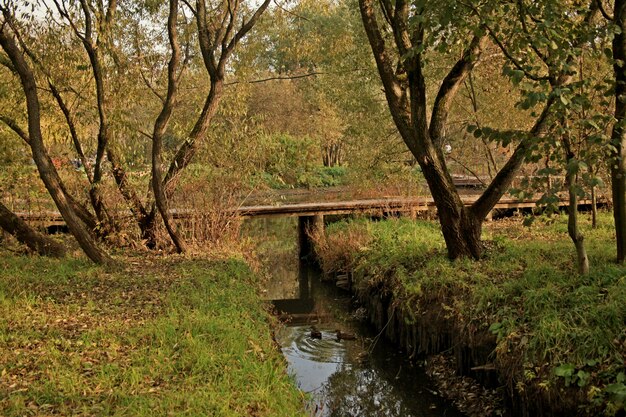 Bello colpo delle anatre che nuotano nell'acqua in un parco a Mosca