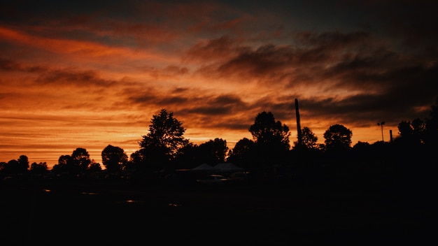 Bello colpo delle siluette degli alberi sotto il cielo arancione scuro all'alba - concetto di orrore