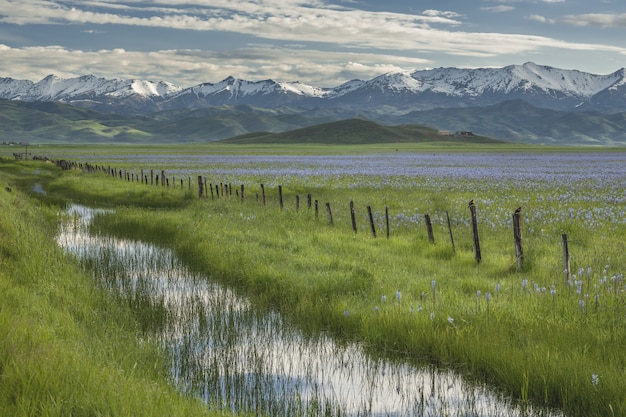 Bello colpo di acqua nel mezzo dei campi erbosi con i fiori rosa e un recinto