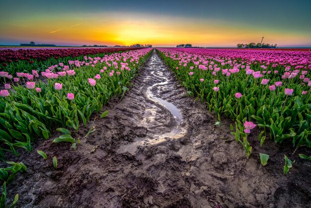 Bello colpo di acqua piovana riflettente nel mezzo di un campo dei tulipani nei Paesi Bassi