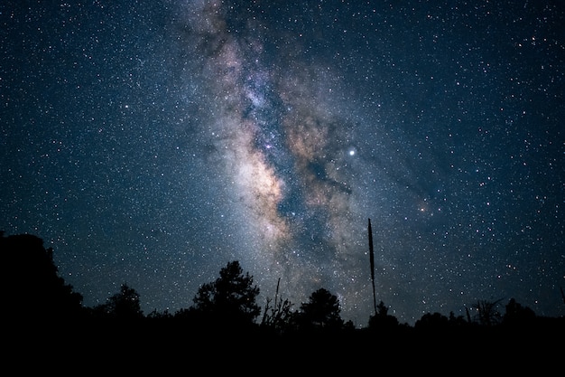 Bello colpo di angolo basso di una foresta sotto un cielo notturno stellato blu