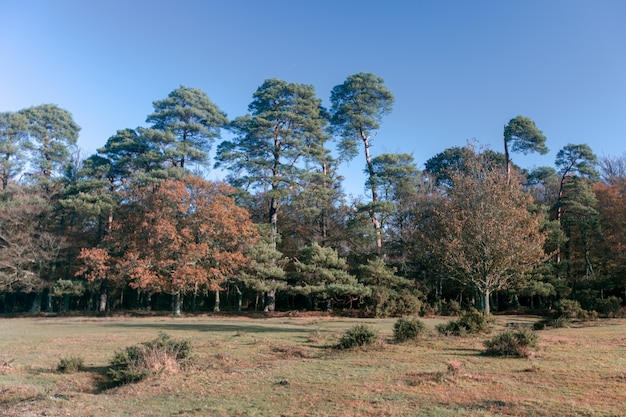 Bello colpo di molti alberi nella nuova foresta, vicino a Brockenhurst, Regno Unito