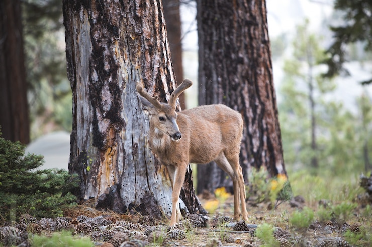 Foto gratuito bello colpo di un cervo marrone nella foresta