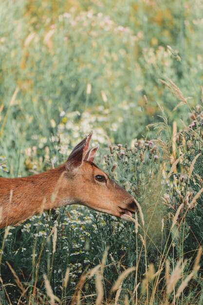 Bello colpo di un cervo ricoperto marrone selvaggio su una collina verde in una foresta