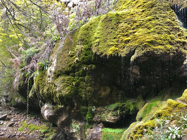 Bello colpo di un'enorme formazione rocciosa coperta di muschio nella foresta