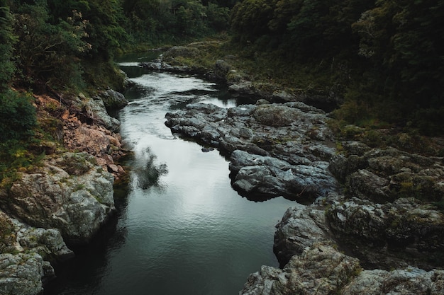 Bello colpo di un fiume roccioso con una forte corrente circondato da alberi in una foresta