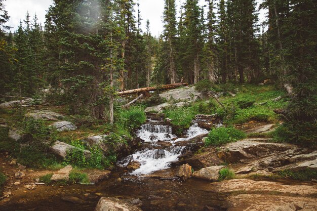 Bello colpo di un flusso di acqua sopra la collina che scorre giù circondato da piante e alberi