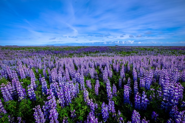 Bello colpo di un giacimento di fiore porpora sotto un cielo blu