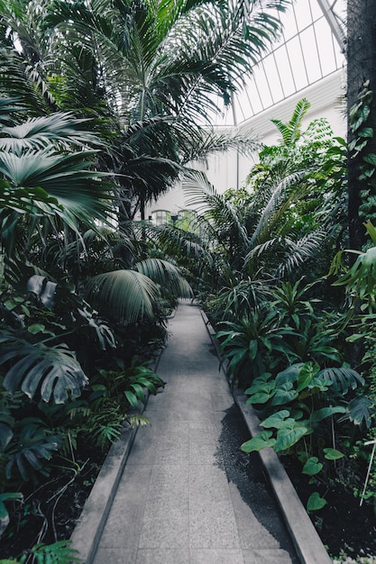 Bello colpo di un giardino botanico con alberi e piante tropicali esotici