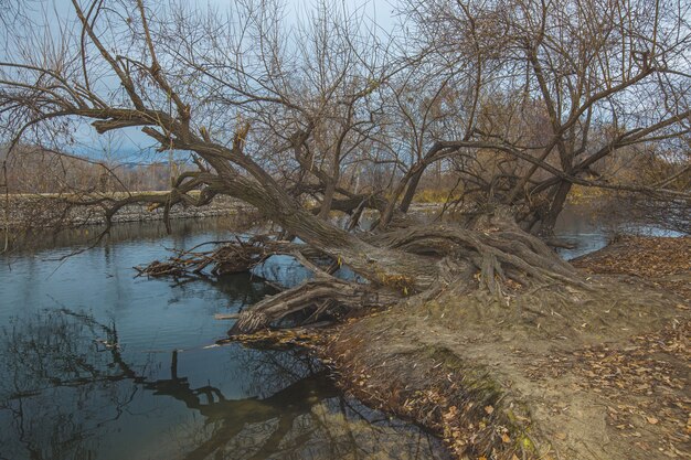 Bello colpo di un grande vecchio albero caduto nel lago con le sue radici ancora