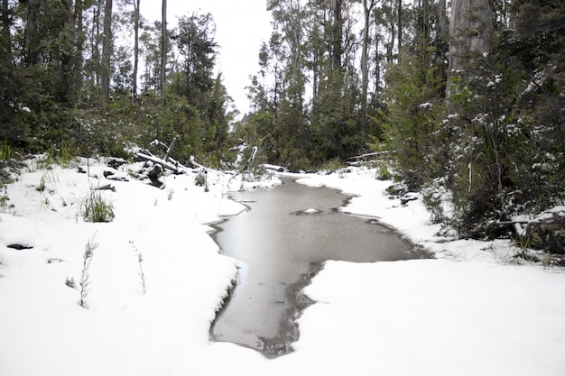 Bello colpo di un lago congelato nella terra nevosa in una foresta un giorno di inverno